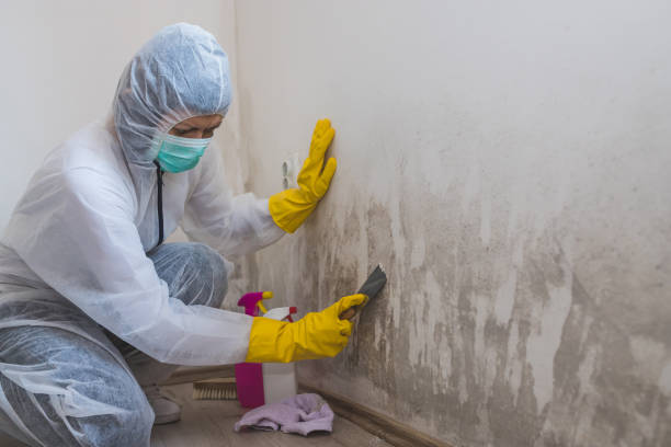 Best Bathroom Mold Remediation in Trafalgar, IN