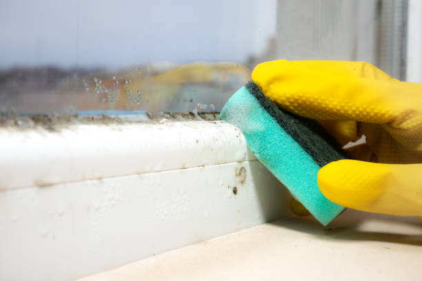 Best Attic Mold Remediation in Trafalgar, IN