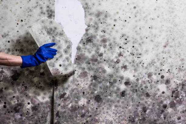 Best Kitchen Mold Remediation in Trafalgar, IN